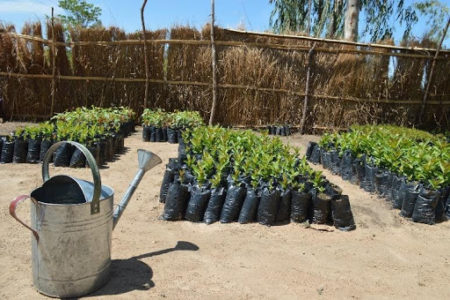 Tree Nursery